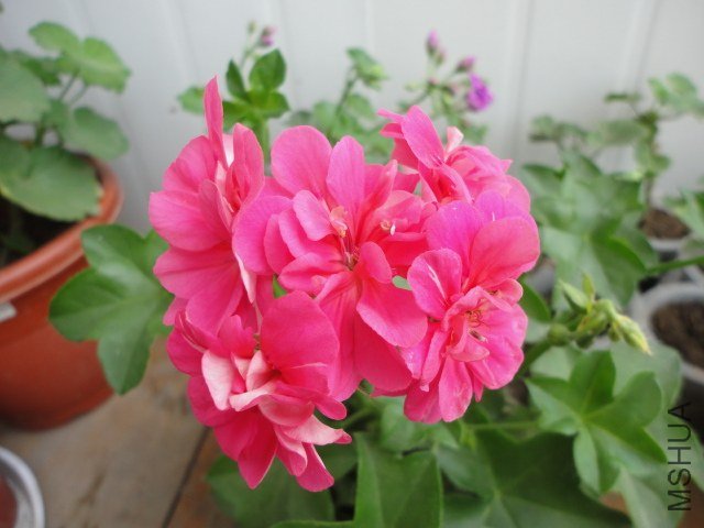 DSC00902.JPG