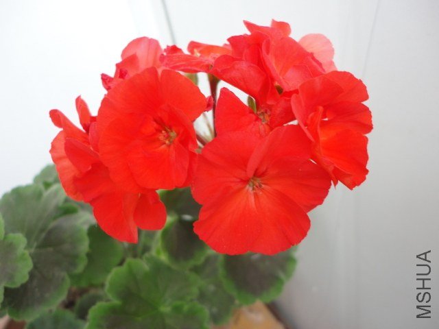 DSC00901.JPG