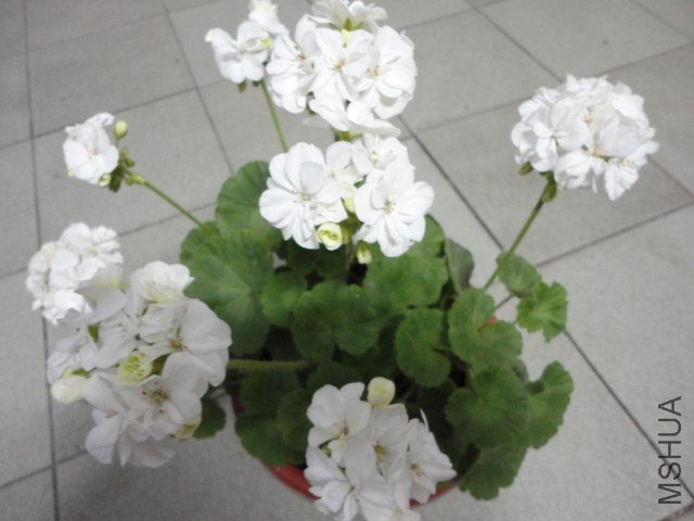 DSC00873.JPG