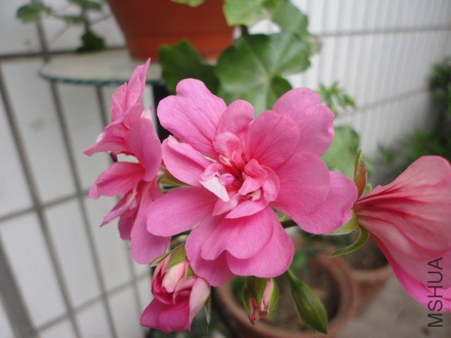 DSC00688.JPG