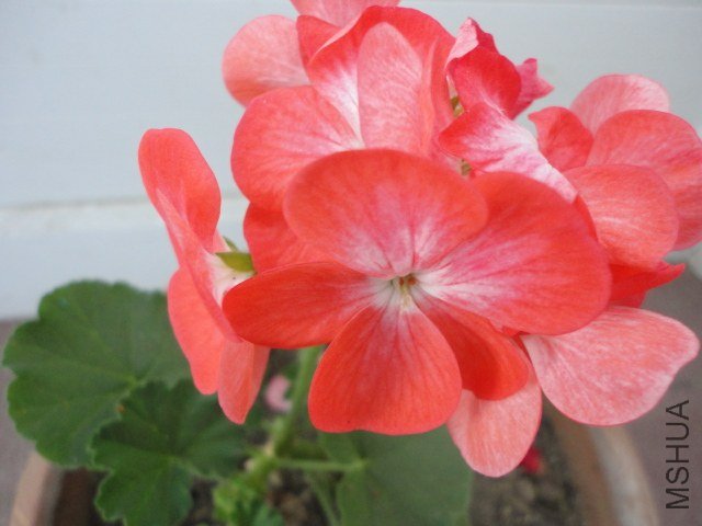 DSC00629.JPG