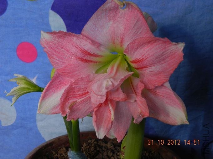 s680_��Ƭ 014.jpg