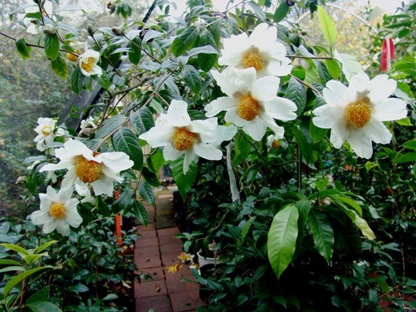 C granthamiana-SS.jpg