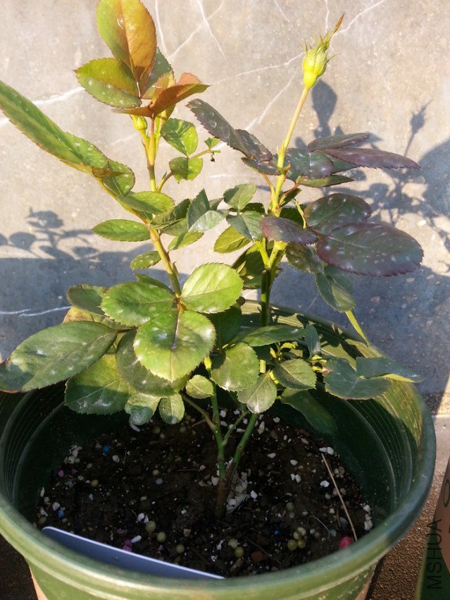 20121101_073734.jpg