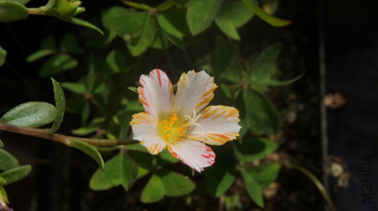 DSC02632.jpg