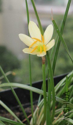 2012���ķ�Zephyranthes Ajax  .jpg