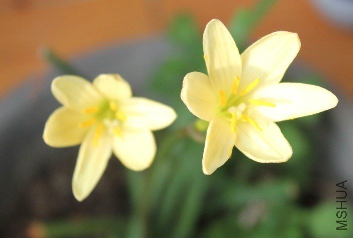 2012Zephyranthes primulina..jpg