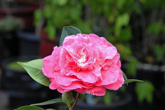 _DSC7484_SS.jpg