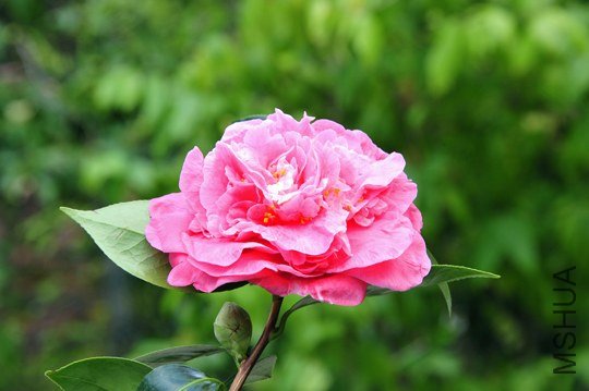 _DSC7483_SS.jpg