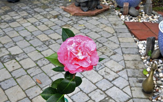 _DSC7485_SS.jpg