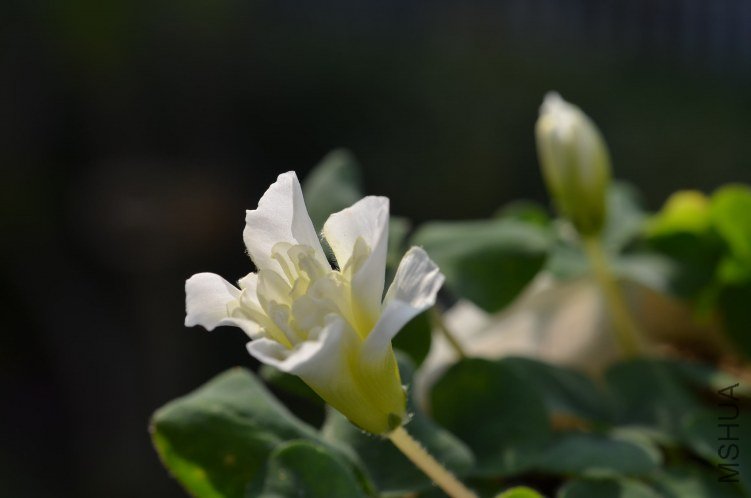 Oxalis purpurea \'Ruffles\'���ذ�20121102 002.JPG