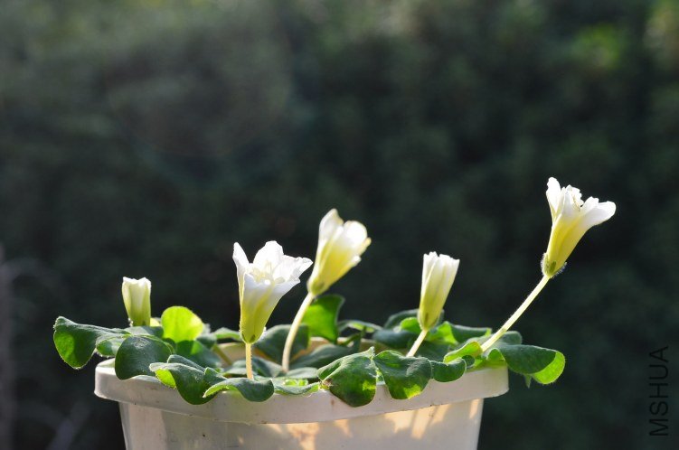 Oxalis purpurea \'Ruffles\'���ذ�20121102 003.JPG