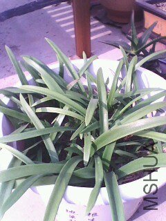 IMG0682A.jpg