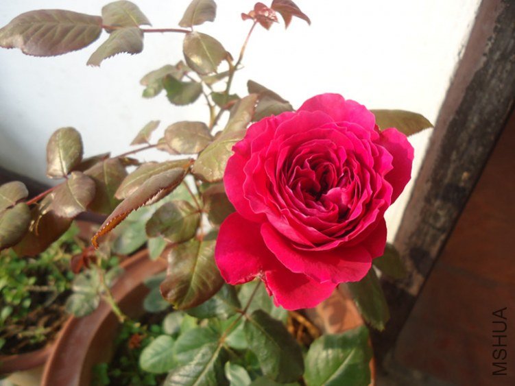 DSC02313_����.jpg