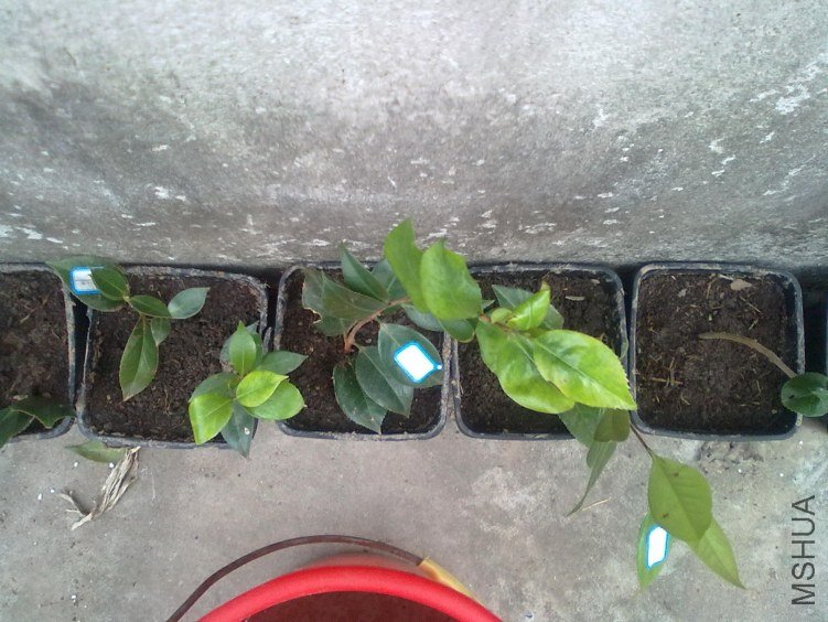 201211021385.jpg