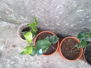 201211021384.jpg