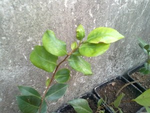 201211021387.jpg