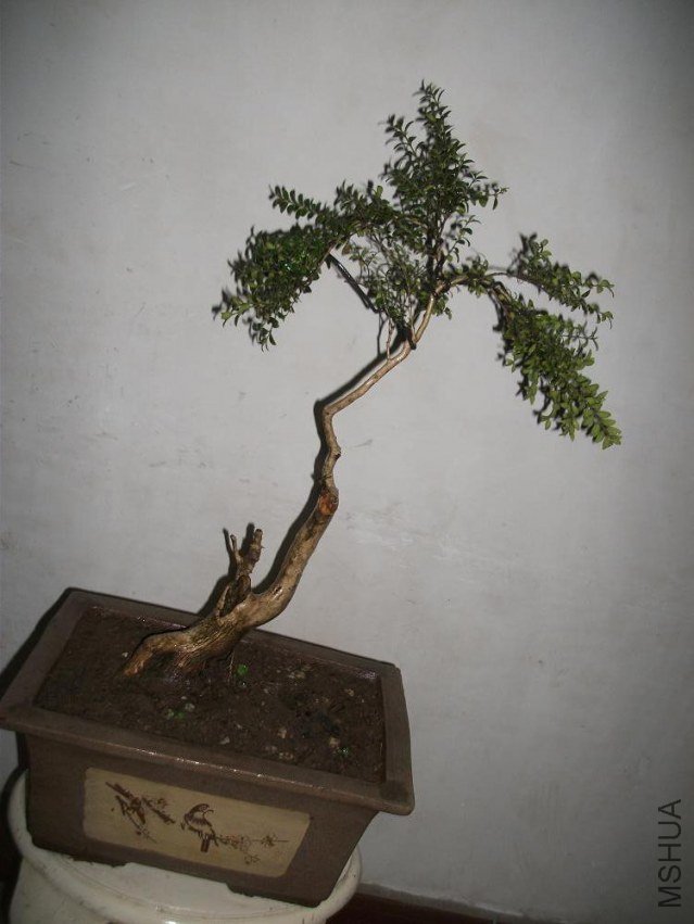 DSCF1596.JPG