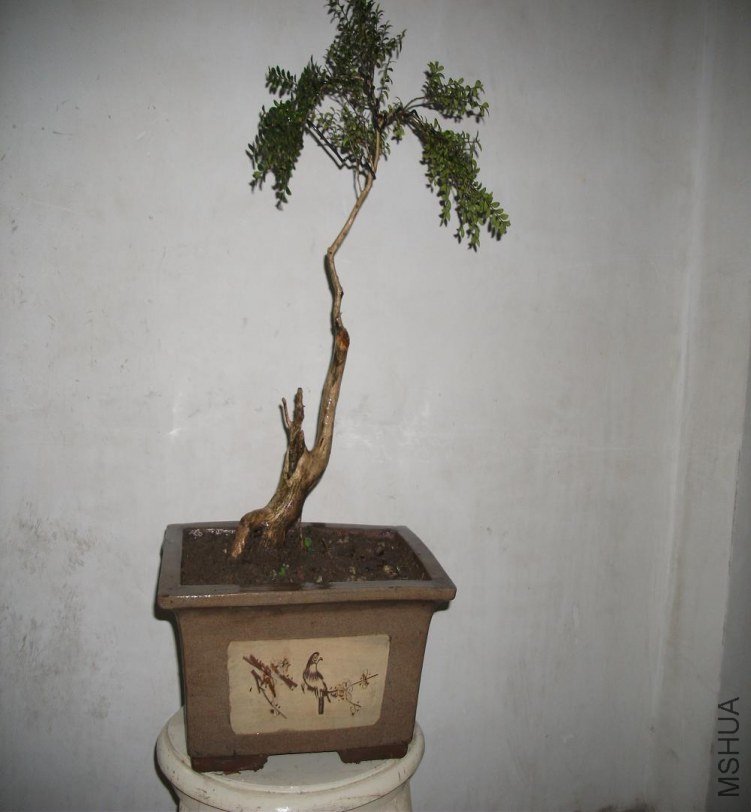 DSCF1597.JPG