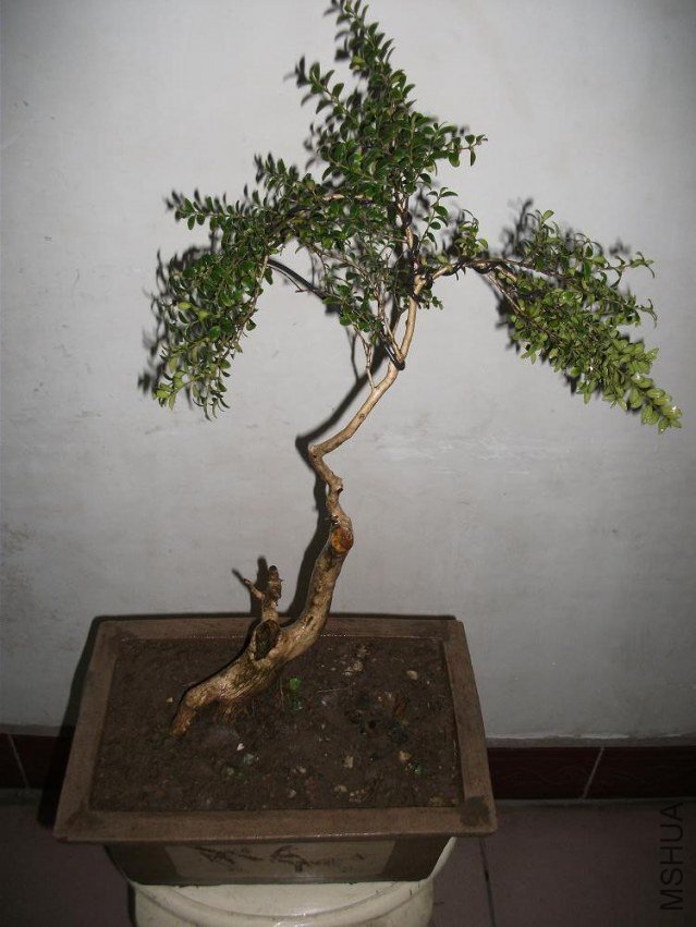 DSCF1599.JPG