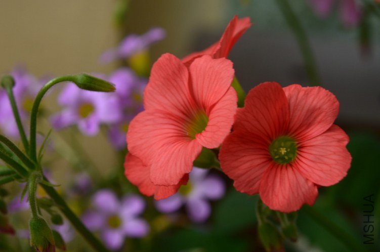 С�ձ�201201014 006.JPG