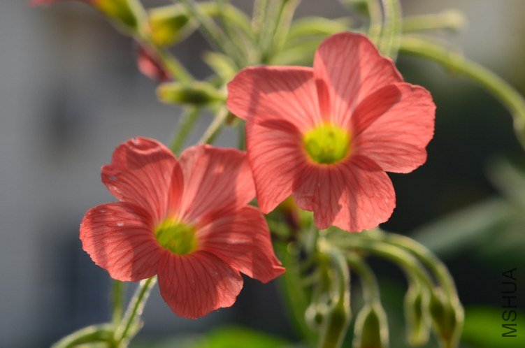 С�ձ�201201020 001.JPG