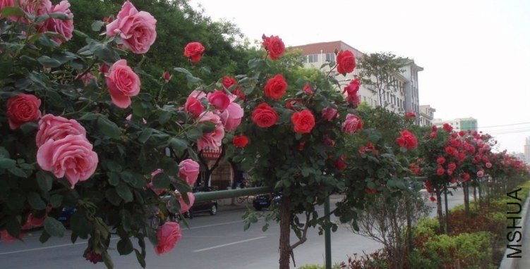 20110504_76874a53f04af4800f46xlMkzyPBdHJI.jpg