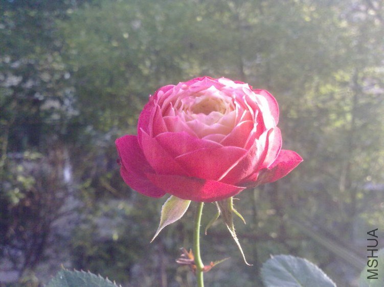 20121104650.jpg