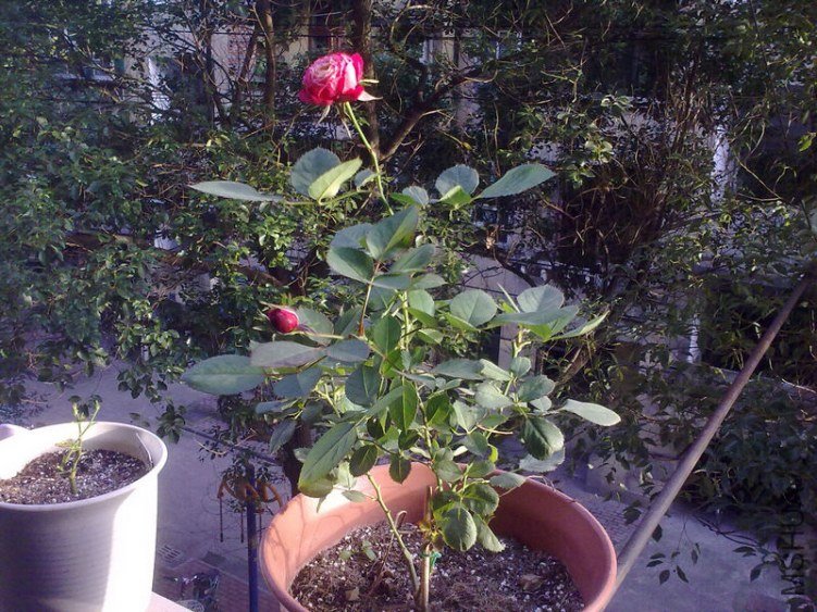 20121104651.jpg