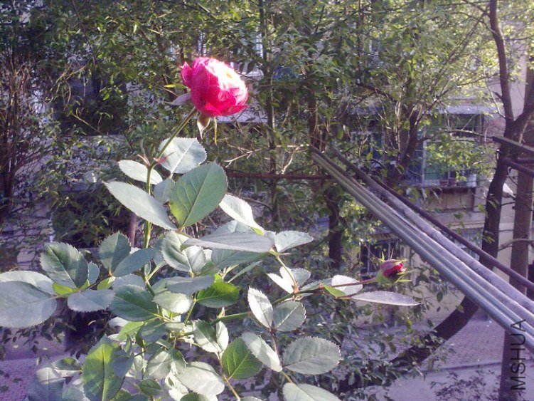 20121104654.jpg
