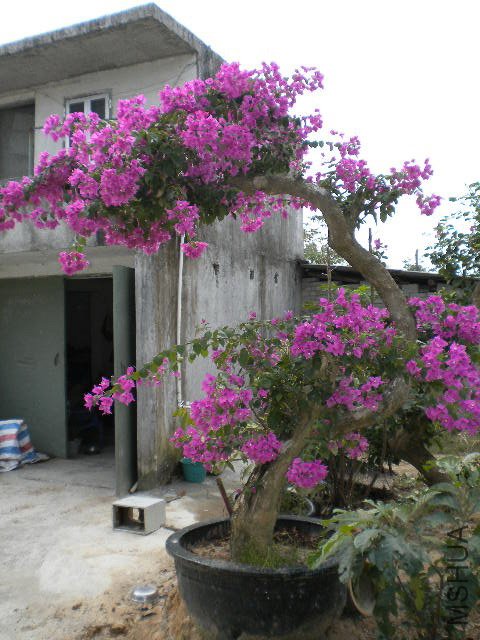 DSCN4520.JPG