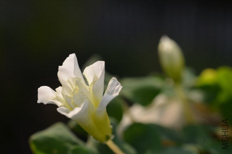 Oxalis purpurea \'Ruffles\'���ذ�20121102 001.JPG