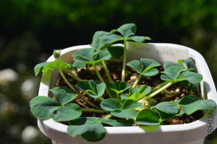 Oxalis purpurea \'Ruffles\'���ذ�20121015 001.JPG