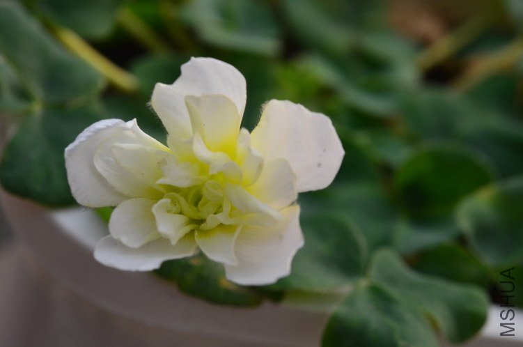 Oxalis purpurea \'Ruffles\'���ذ�20121028 003.JPG