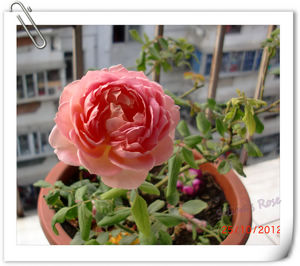 nEO_IMG_CIMG6492.jpg
