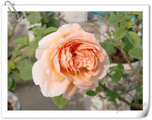 nEO_IMG_CIMG6521.jpg