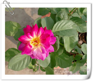 nEO_IMG_CIMG6532.jpg