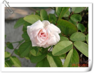 nEO_IMG_CIMG6524.jpg