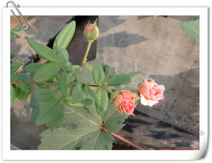 nEO_IMG_CIMG6523.jpg