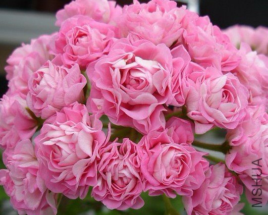 Swanland Pink Australien Pink Rosebud.jpg