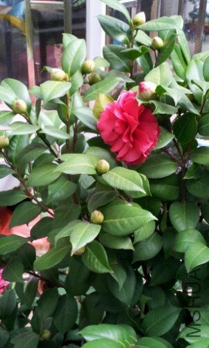 IMG20121105233534.jpg
