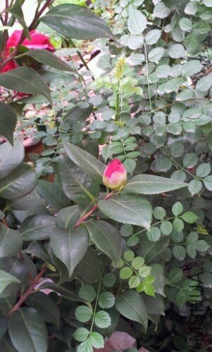 IMG20121105233624.jpg