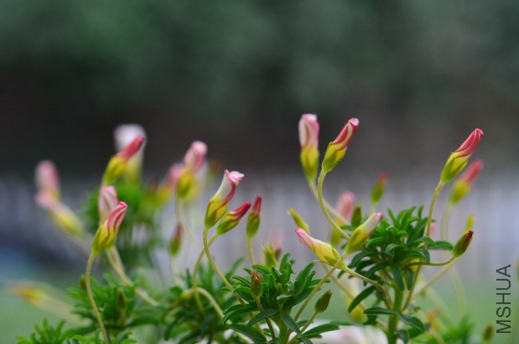 Oxalis tenufolia ��˫ɫ20121103 005.JPG