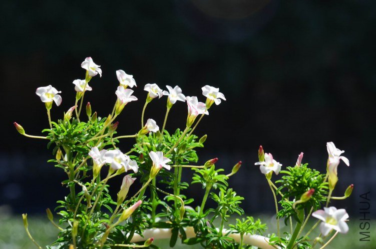 Oxalis tenufolia ��˫ɫ20121104 001.JPG