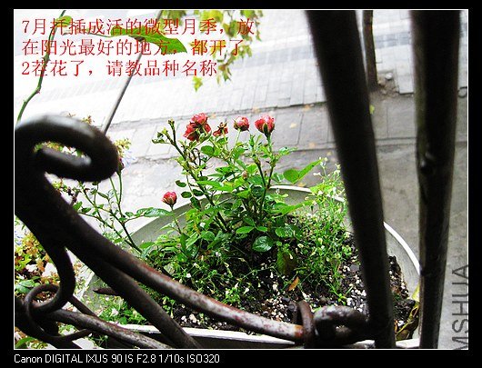 nEO_IMG_IMG_0991_����.jpg