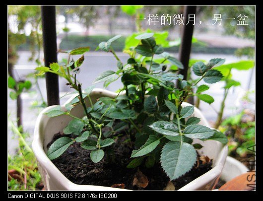 nEO_IMG_IMG_0995_����.jpg