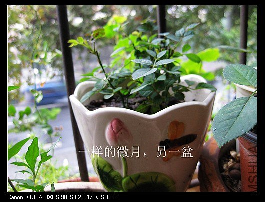nEO_IMG_IMG_0996_����.jpg