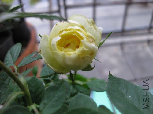 IMG_1101.jpg