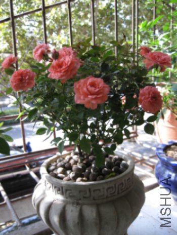 IMG_1111.jpg
