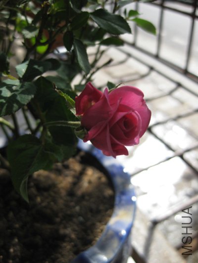 IMG_1108.jpg